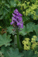 Dactylorhiza euxina
