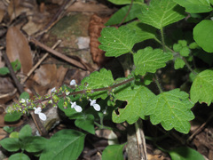 Coleus grandidentatus
