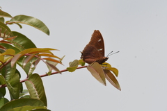 Charaxes lactetinctus