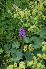 Dactylorhiza euxina