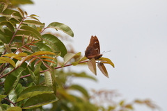 Charaxes lactetinctus