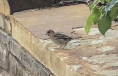 Passer domesticus