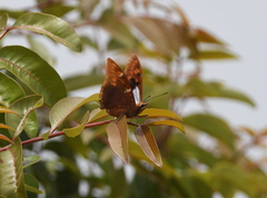 Charaxes lactetinctus