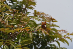 Charaxes lactetinctus