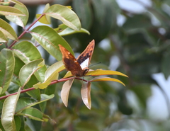 Charaxes lactetinctus
