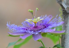 Passiflora incarnata × cincinnata
