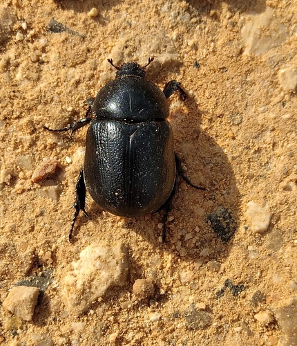 Pentodon bidens