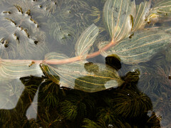 Potamogeton × nitens
