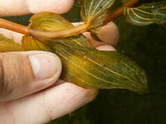 Potamogeton × nitens