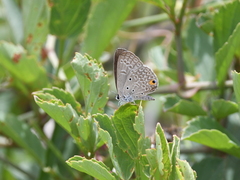 Euchrysops