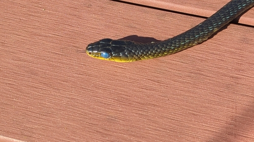 Common Tree Snake sighting