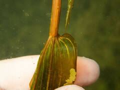 Potamogeton × nitens