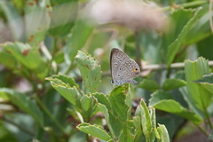 Euchrysops