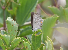Euchrysops