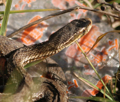 Gloydius qinlingensis