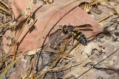 Euodynerus crypticus