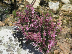 Erica strigilifolia