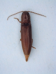 Dicrepidius palmatus