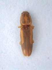 Conoderus vespertinus