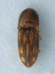 Conoderus bellus