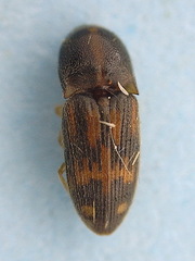 Conoderus bellus