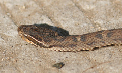 Gloydius qinlingensis