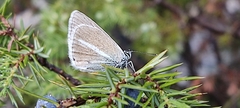 Polyommatus damon
