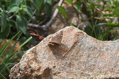 Precis octavia octavia