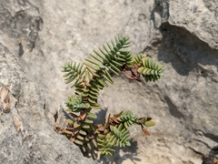 Hypericum aegypticum webbii