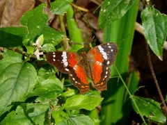 Anartia amathea