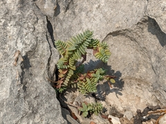 Hypericum aegypticum webbii