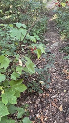 Ribes rubrum