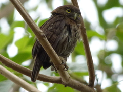 Glaucidium brasilianum