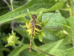 Sympetrum