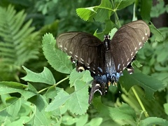 Papilio glaucus