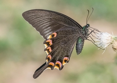 Papilio bianor
