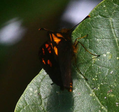 Metisella metis