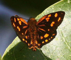 Metisella metis