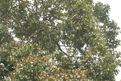 Cryptocarya anamalayana