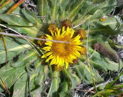 Inula rhizocephala