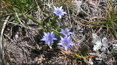 Gentiana karelinii