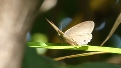 Lepidoptera