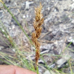 Carex fracta
