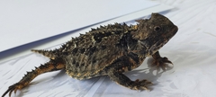 Phrynosoma orbiculare