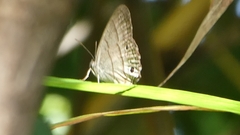 Lepidoptera
