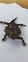 Phrynosoma orbiculare