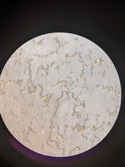 Deladenus beddingi