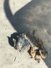 Molgula occidentalis