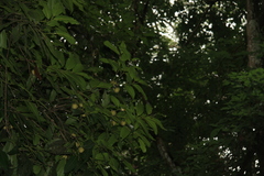 Diospyros paniculata