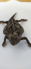 Phrynosoma orbiculare